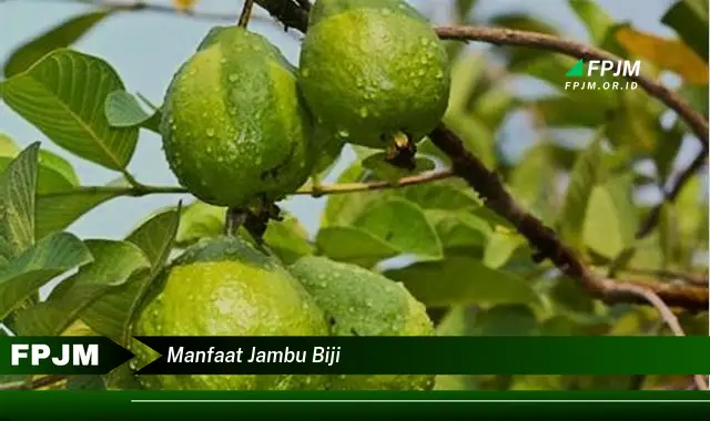 manfaat jambu biji