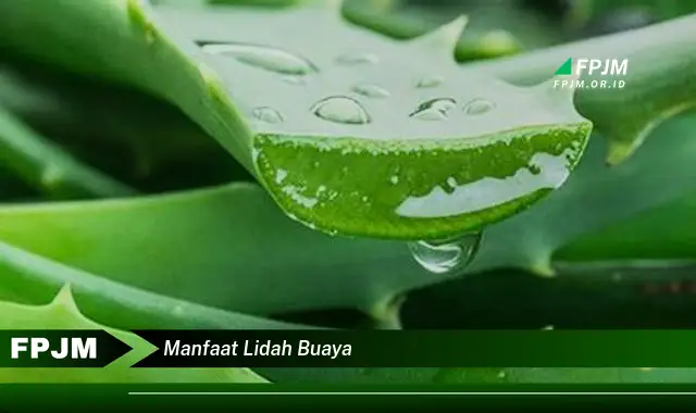 manfaat lidah buaya