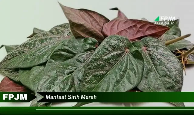 manfaat sirih merah